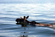 canadian fly in fishing trip canadian fly in fishing trip